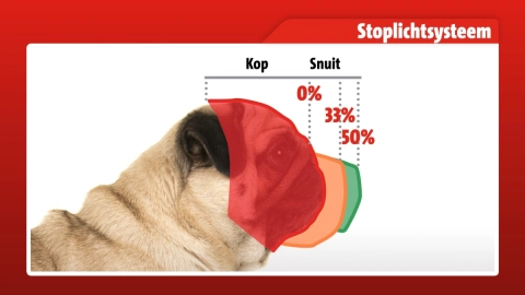 pug