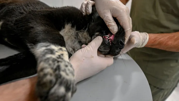 Veterinary Animal Hospital in Turkiye’s Ankara