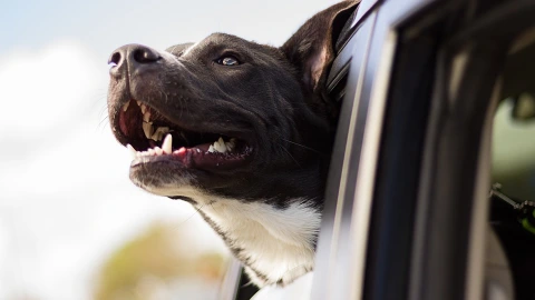 Te irás de vacaciones pero no sabes qué hacer con tu perro o gato