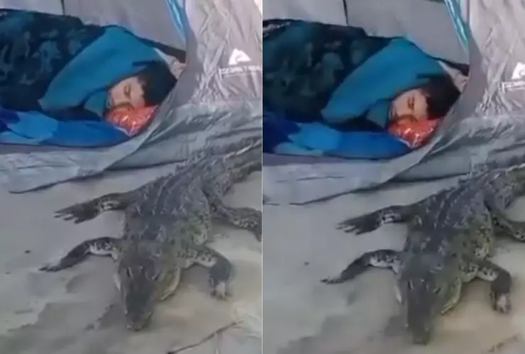¡No quiero despertar a mi compa! Joven se duerme con un cocodrilo en una playa de Jalisco