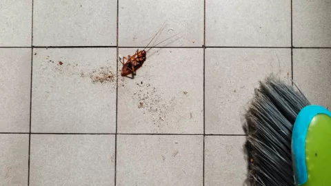 Es importante estar atento a la presencia de cucarachas para detectar si hay un nido en tu hogar