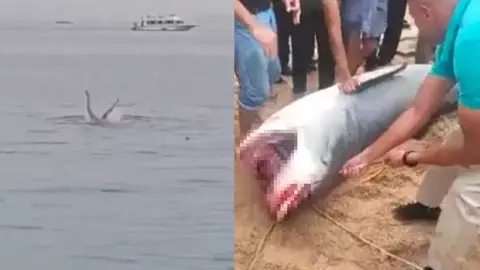 VIDEO: Capturan y torturan a tiburón en Egipto que devoró a turista