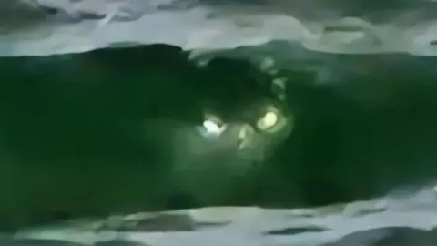 Presunto monstruo marino