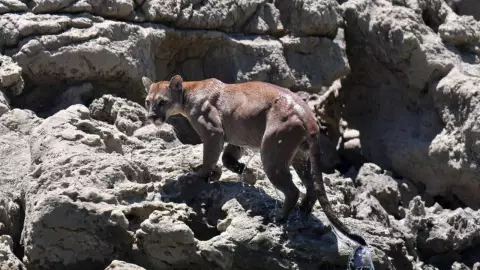 Guía de turistas fotografía a puma en la Selva Lacandona