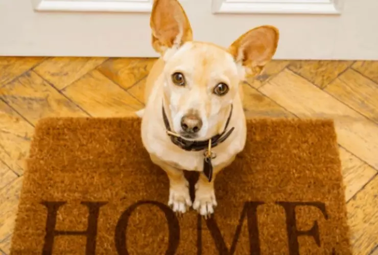 Esto significa en realidad que tu perro te espere en la puerta de tu casa