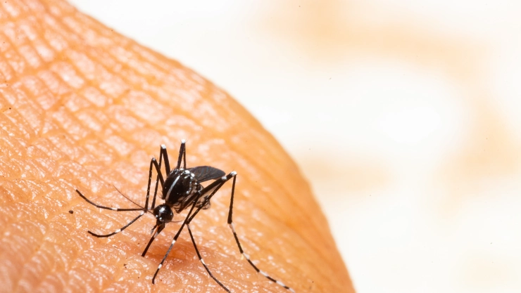 Se reportan casi 5 mil casos de dengue en Nuevo León y 9 muertes