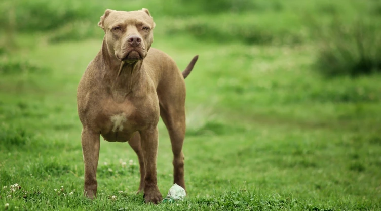 Perro pitbull en jardín.