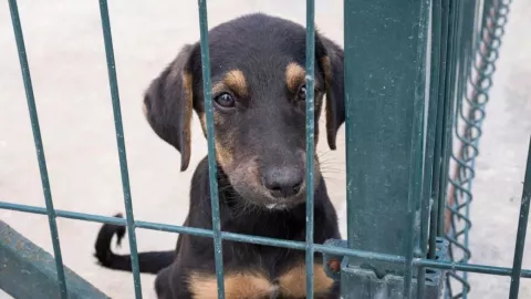 ¡Inaceptable! Detienen a joven tras asesinar a 100 PERROS en transmisiones EN VIVO esto sabemos (1).jpg