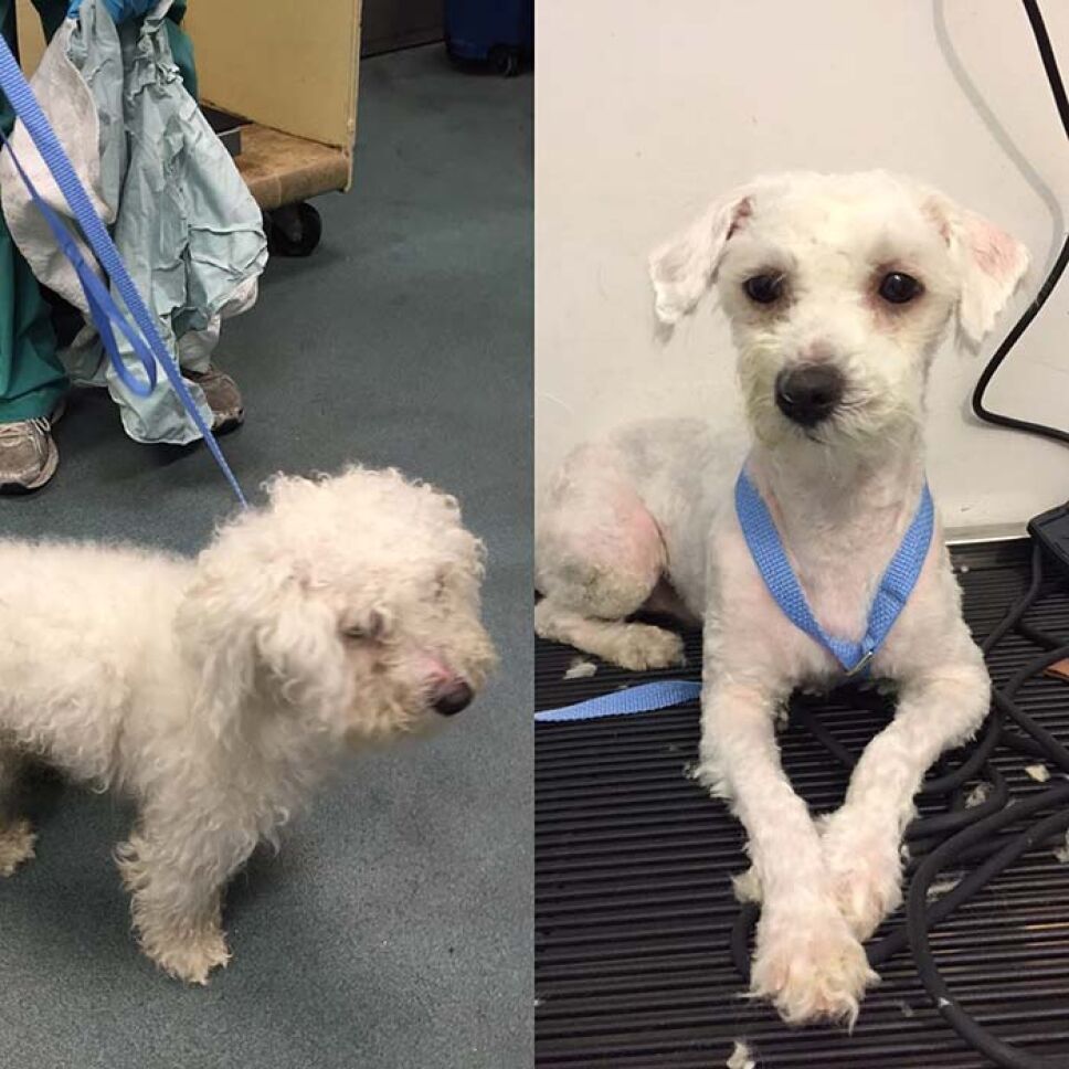 Perritos, refugio, pelo c.jpg