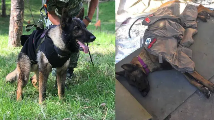 Revelan la verdadera causa de muerte de Proteo, el perro rescatista