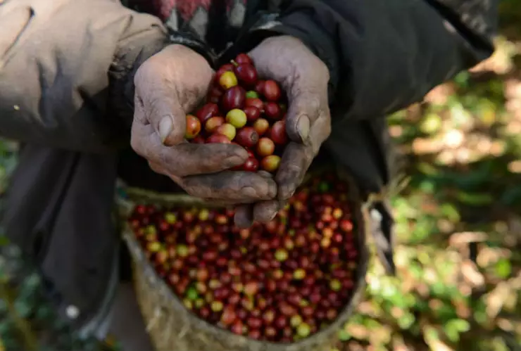 México lleva cafe a China