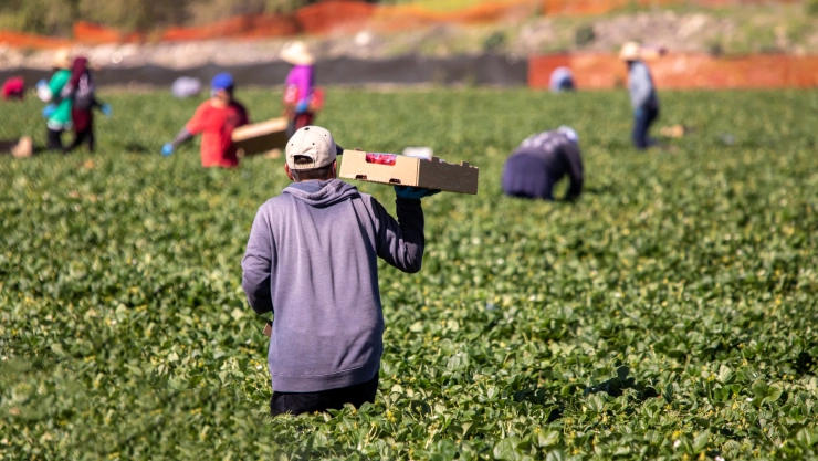 Un trabajador agrícola de California