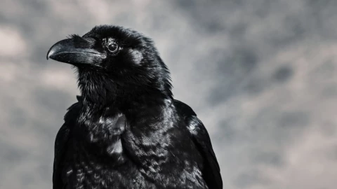 VIDEO - Cuervo sorprende al ser captado hablando con voz de locutor