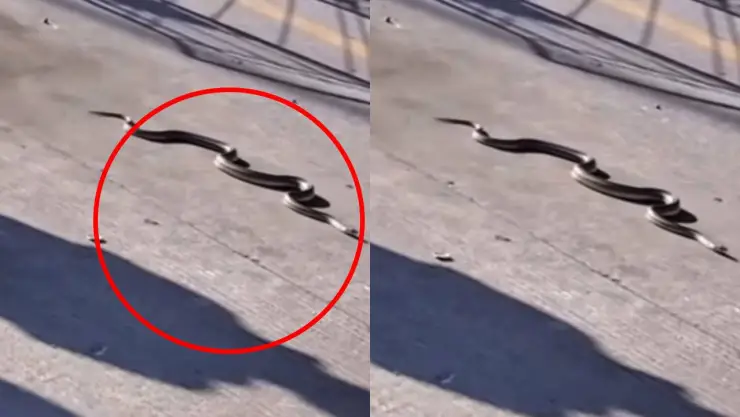 serpiente en Tijuana