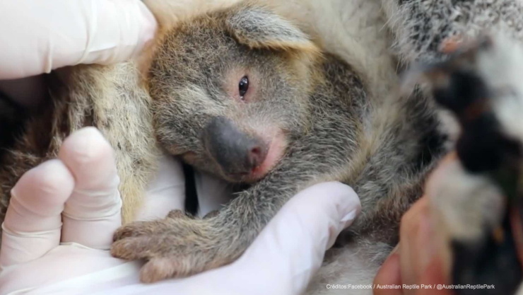 nace koala australia.jpg