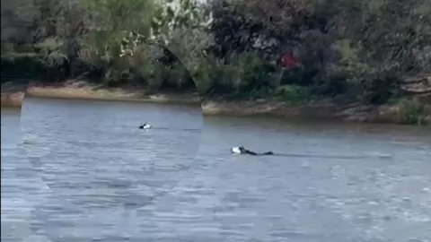 VIDEO Perro husky busca desesperado a su dueño ahogado en presa de Aguascalientes