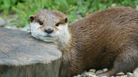 Nutrias piedra por qué.jpg