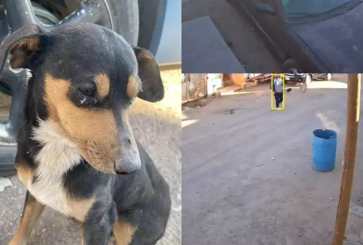 Joven golpea a perrito de la calle