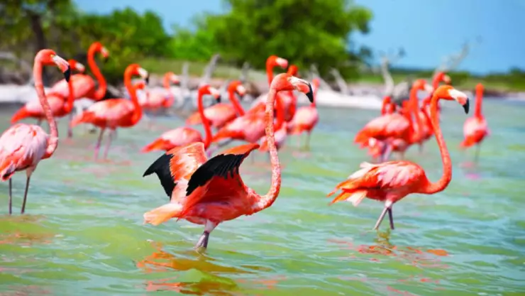 Así puedes llegar la Reserva de los Flamingos en Yucatán que está menos de 2 horas de Mérida