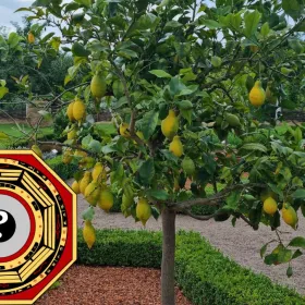 En qué parte de la casa debes colocar el limonero para atraer la abundancia