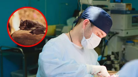 Muere un hombre por rabia luego de recibir un trasplante de riñón; ¿qué se sabe sobre el caso?