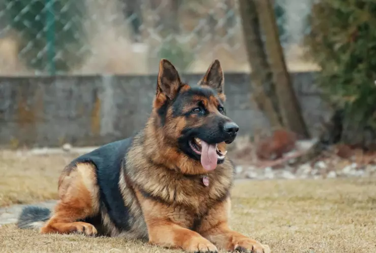 Cuál-es-la-multa-por-dejar-a-perros-en-las-azoteas-sin-cuidado