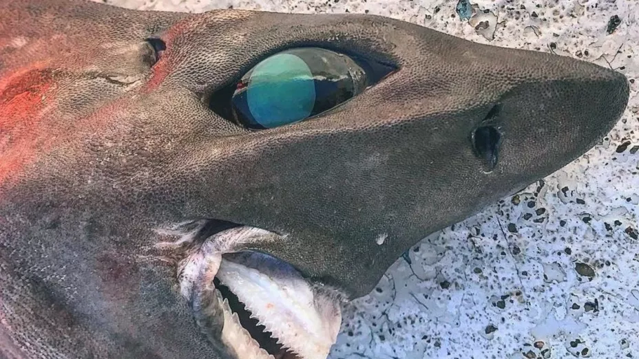 El tiburón “alien” existe y empala a sus víctimas, revelan foto.
