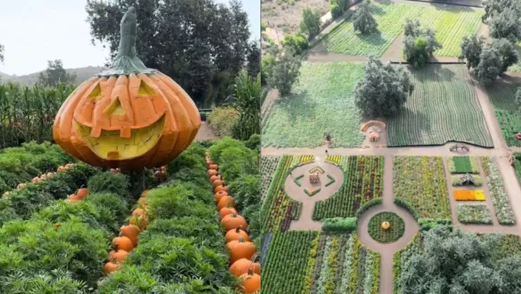 Ruta del Maíz Tijuana 2024