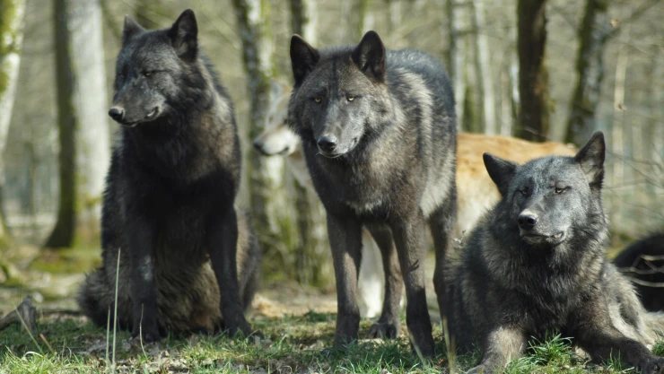 ataques-de-lobos-en-india-van-siete-muertos-en-un-mes-video