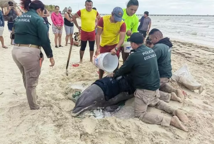hallan a delfin vivo en la arena de progreso