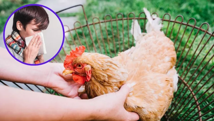 Gripe aviar Estados Unidos