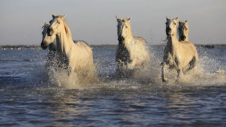 /animales/cuales-son-diferencias-caballos-salvajes-domesticos