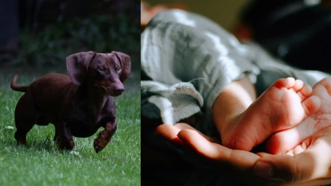 Perro salchicha mata a bebé de un mes, mientras dormía en su cuna: así ocurrió