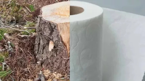 Tala para producción de papel higiénico provoca daños ambientales irreversibles