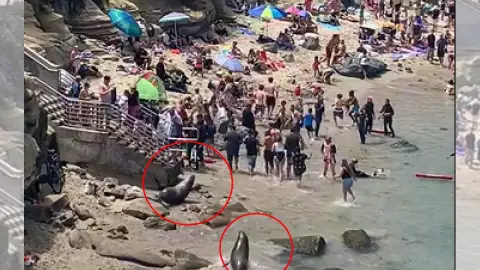 Leones marinos ahuyentan a turistas en playa de California