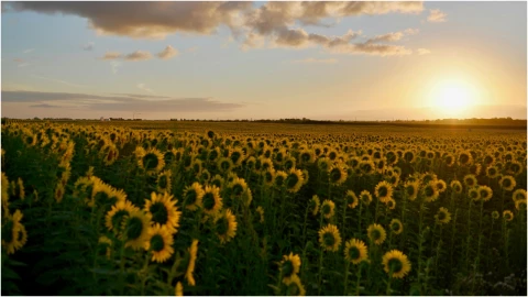 ¡Inspiraron a Van Gogh! ¿Dónde se encuentran los campos de girasoles cerca de Aguascalientes