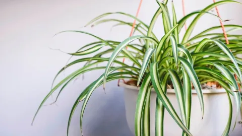 Plantas calor