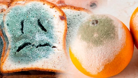 Moho en los alimentos: Cómo identificarlo y eliminarlo de manera segura