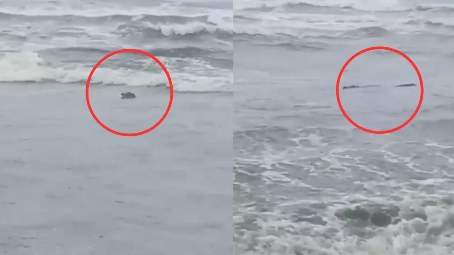 Avistan cocodrilo en Playa Azul, Michoacán; ¿hay alerta?