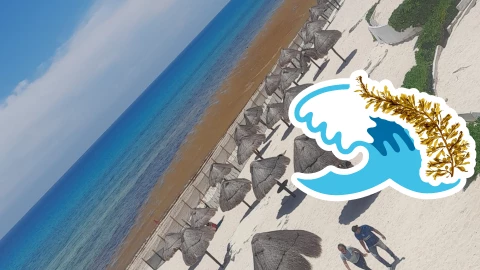 Playas libres de sargazo en Quintana Roo HOY 19 de agosto de 2025_ Lista desde Holbox, Cancún y hasta Tulum.jpg
