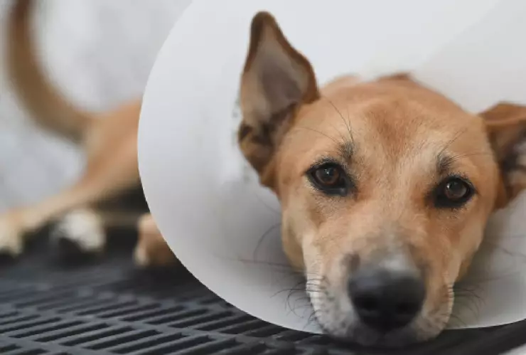 Anuncian campaña de esterilización canina y felina en Cancún