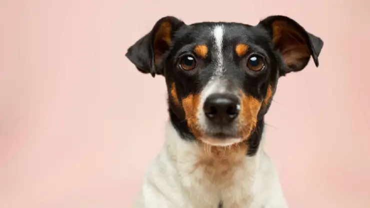alimento ideal para perro