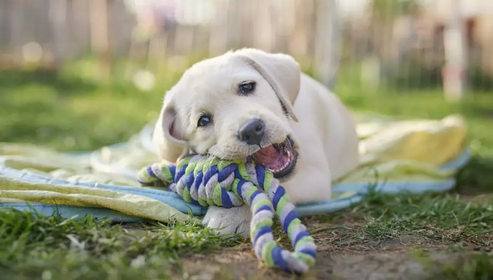 Estos son algunos consejos y métodos para eliminar el olor a perro tu casa de una vez por todas.