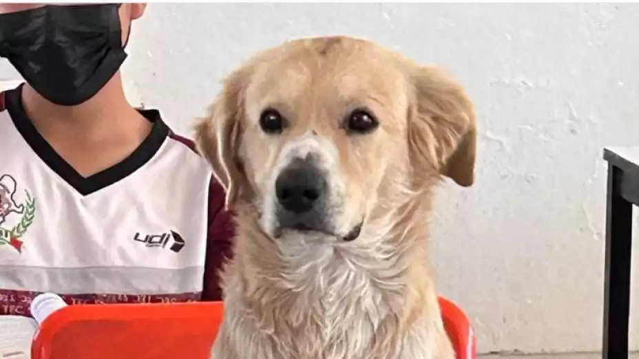 nachito perrito secundaria