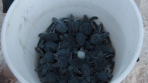 Ante la cercanía de Ian, resguardan nidos de tortuga en Cancún