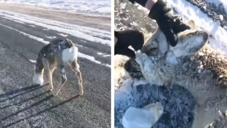 frío extremo congeló a un ciervo en Estados Unidos