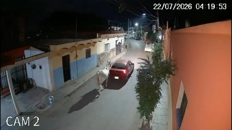 robo caballo