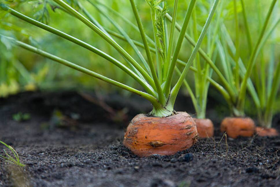 zanahorias creciendo en el huerto en casa.jpg