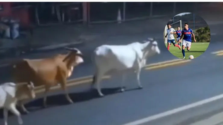 Jugador brasileño muere por vacas
