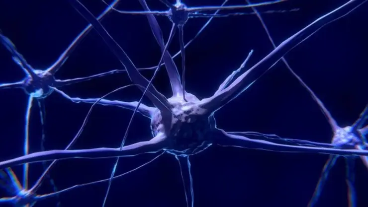 neurona cerebro .jpg